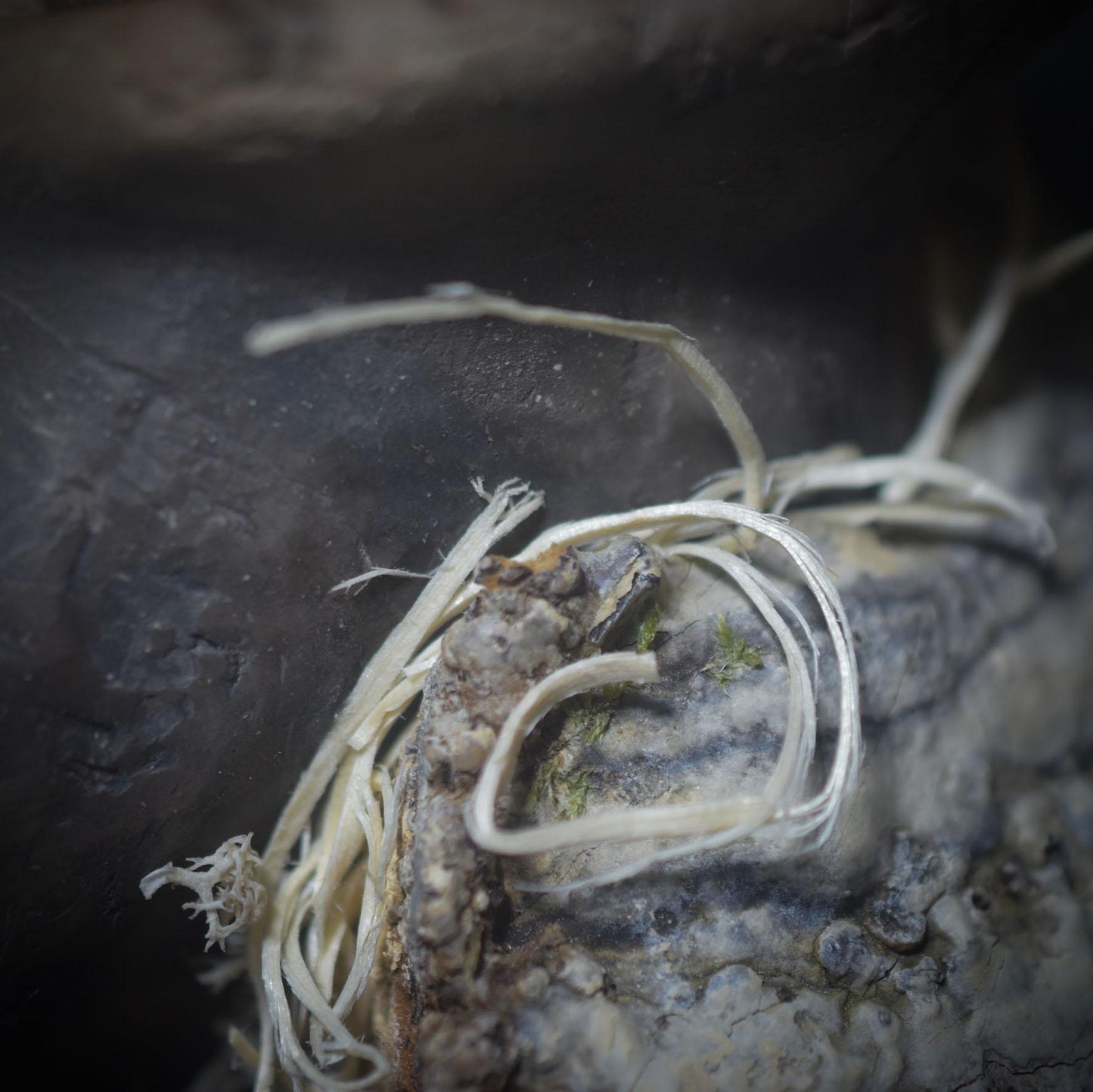 Pilzwesen der Erde – Archaische Wächterin mit Ammonit - traditionell gebrannter Ton - naturverbundene Kunst - Art.Nr.: SKU141