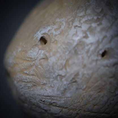 Schamanische Handrassel mit Türkis-Stoßzahn und Bärentatze – Klang, der die Seele berührt - Art.Nr.: SRA026