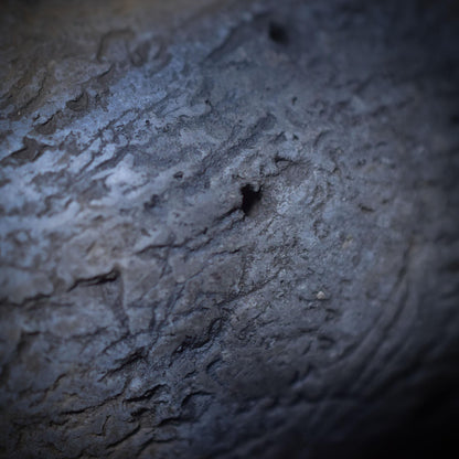 Schamanische Handrassel mit Türkis-Stoßzahn und Bärentatze – Klang, der die Seele berührt - Art.Nr.: SRA026