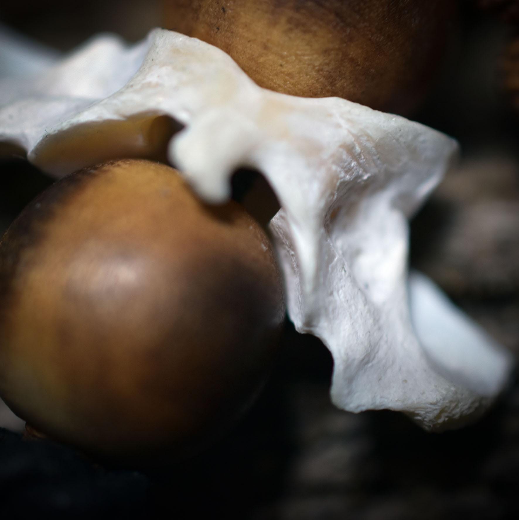 Spezialkollektion - Schamanisches Amulett mit Wirbelknochen, Bodhiperlen & Holz – Dein natürlicher Kraftanhänger - Art.Nr.: AMU022