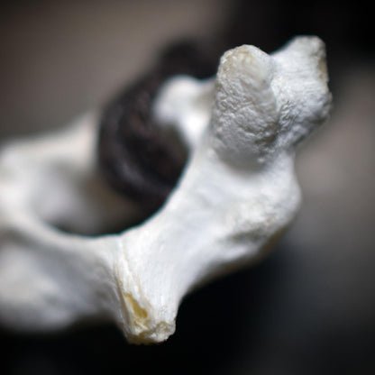 Spezialkollektion - Schamanisches Amulett mit Wirbelknochen auf Donut aus Ton – Dein natürlicher Kraftanhänger - Art.Nr.: AMU032