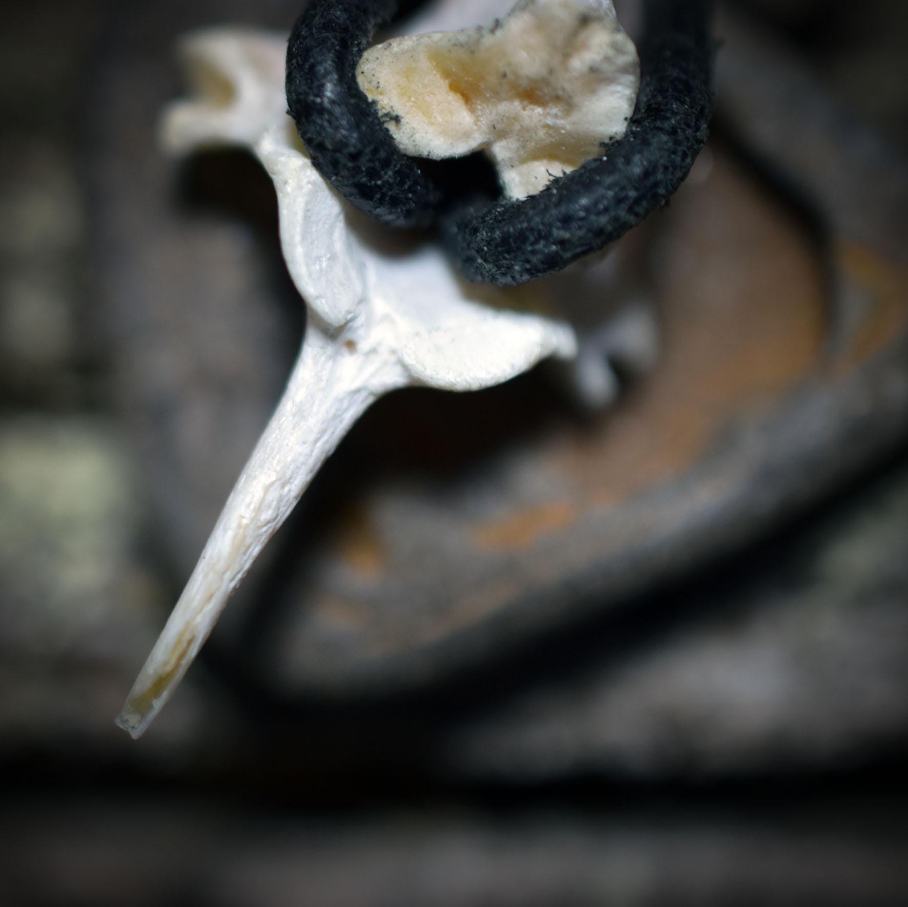 Spezialkollektion - Schamanisches Amulett mit Wirbelknochen/Limonit/Tonperle am Lederband – Dein natürlicher Kraftanhänger - Art.Nr.: AMU023