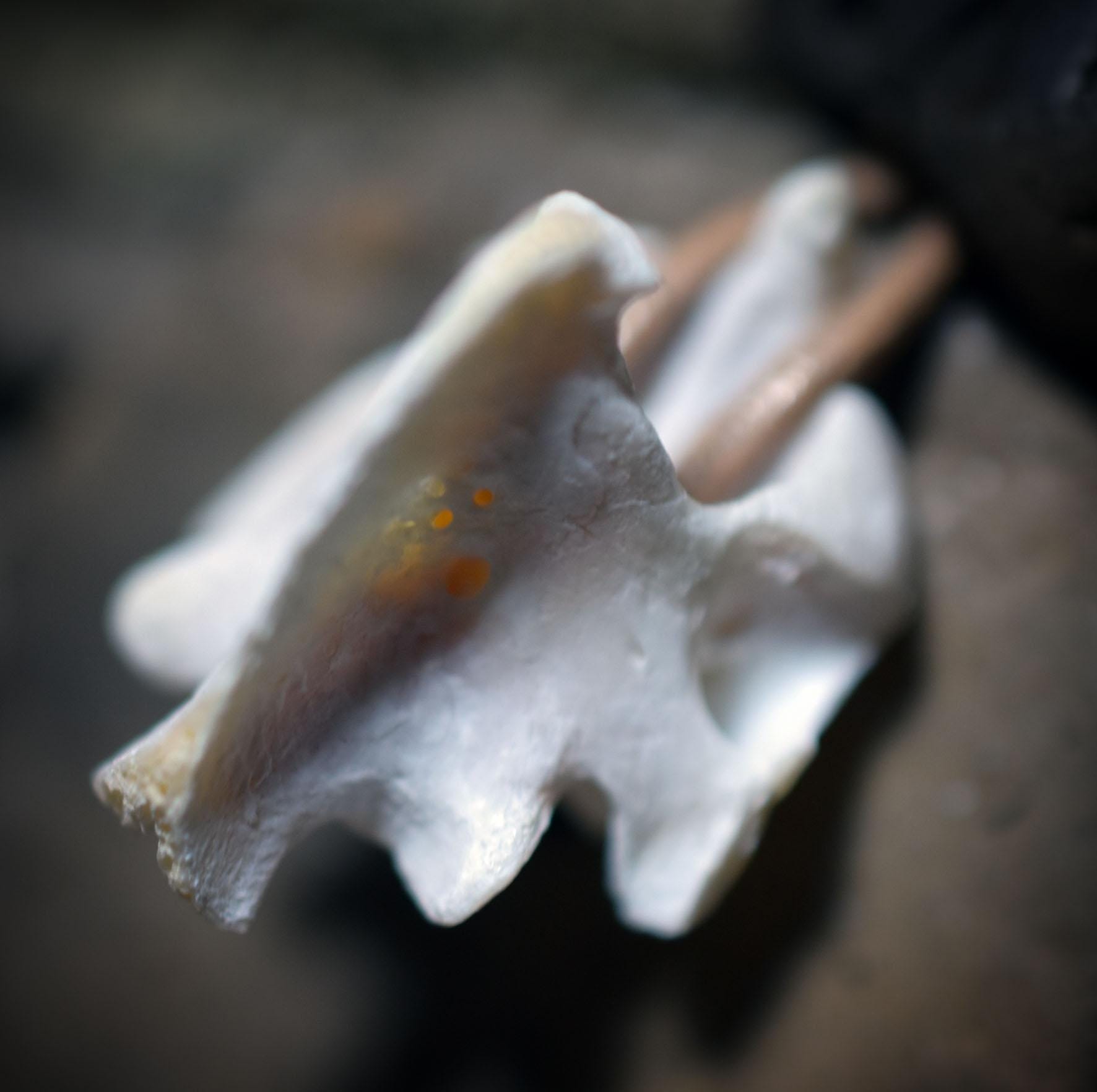 Spezialkollektion - Schamanisches Amulett mit Wirbelknochen, Bodhiperlen & Holz – Dein natürlicher Kraftanhänger - Art.Nr.: AMU025