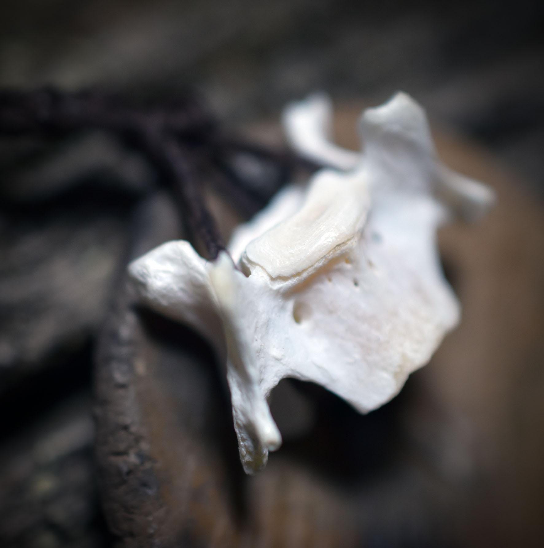Spezialkollektion - Schamanisches Amulett mit Wirbelknochen/Donut aus Ton/Glasperlen – Dein natürlicher Kraftanhänger - Art.Nr.: AMU030