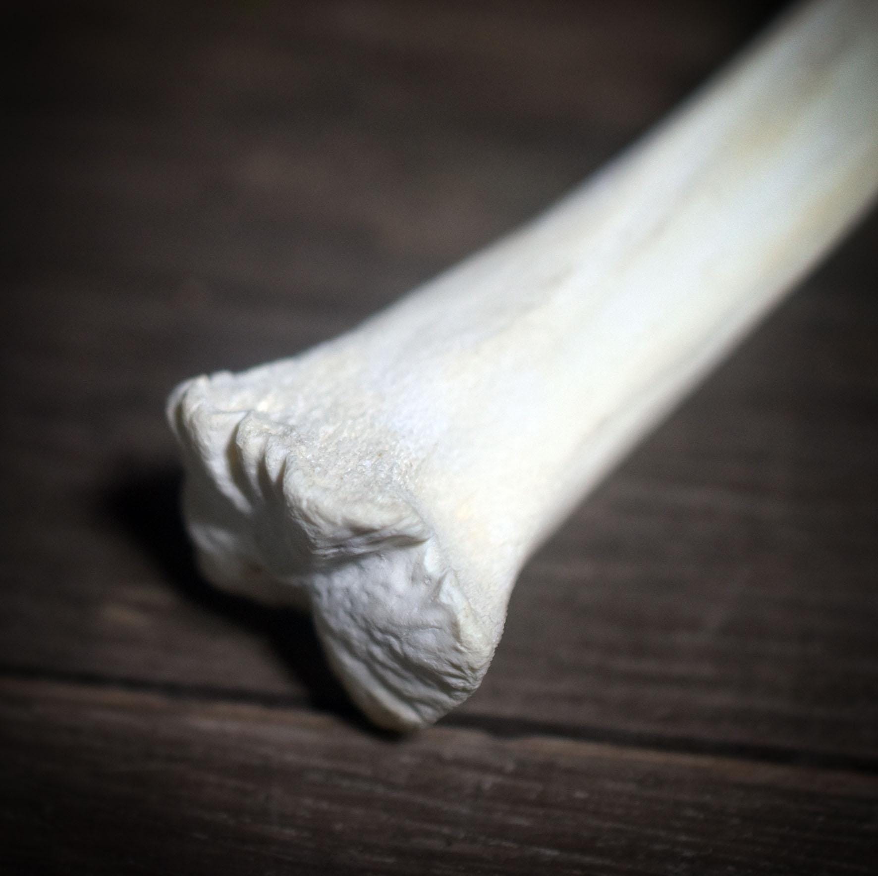 Ritualstab der Klarheit – Dein Wegbegleiter zwischen den Welten - Art.Nr.: RST014