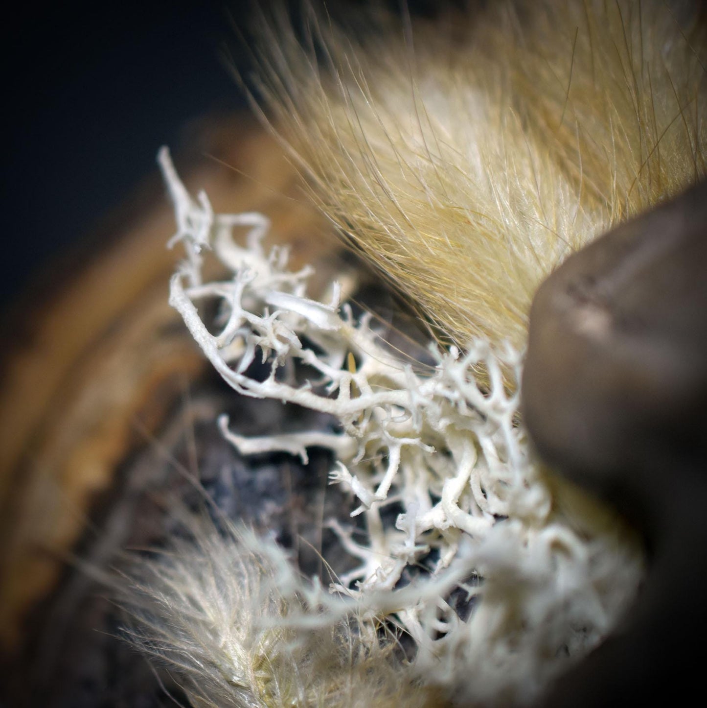 Göttin der Stille – Ruhend auf Baumpilz, Moos und Gras - primitive Kunst - spirituelle Begleiterin