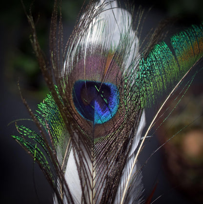 Räucherfedern der Mondgöttin – Hüterin von Intuition und Klarheit - archaische Rauchbrandkunst - Ritualwerkzeug - Art.Nr.: RÄF010