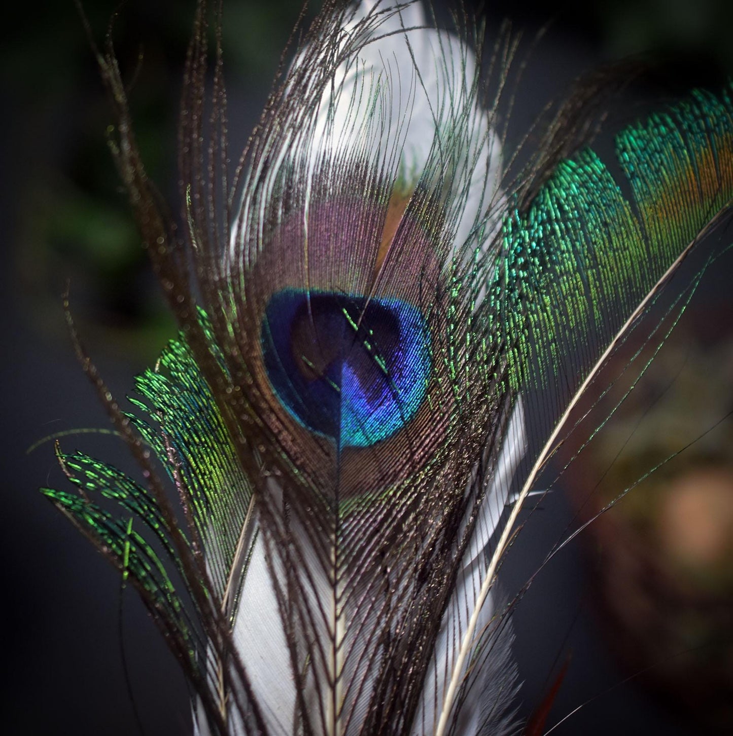 Räucherfedern der Mondgöttin – Hüterin von Intuition und Klarheit - archaische Rauchbrandkunst - Ritualwerkzeug