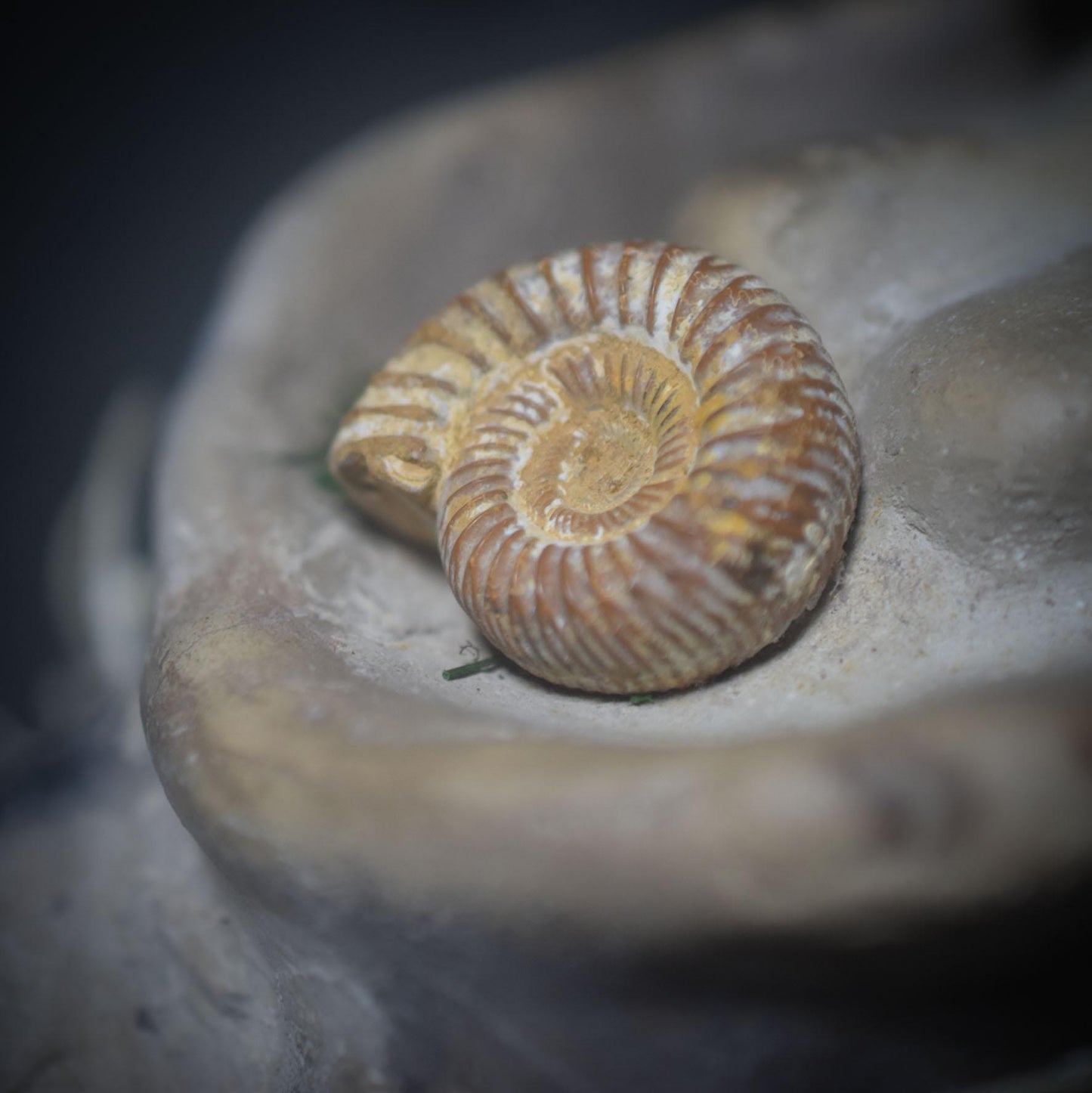 Pilzwesen der Erde – Archaische Wächterin mit Ammonit - traditionell gebrannter Ton - naturverbundene Kunst - Art.Nr.: SKU141