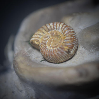 Pilzwesen der Erde – Archaische Wächterin mit Ammonit - traditionell gebrannter Ton - naturverbundene Kunst