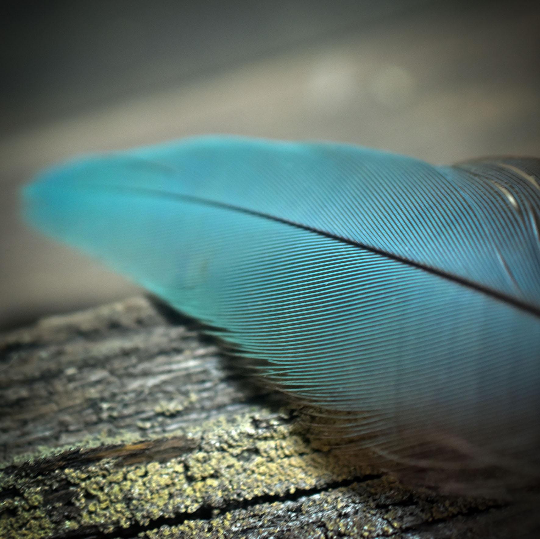 Ritualstab /Kraft der Großen Göttin/ – Rauchquarz, Ton & Papageienfedern - Griff aus Ton - Ritualwerkzeug - Art.Nr.: RST024