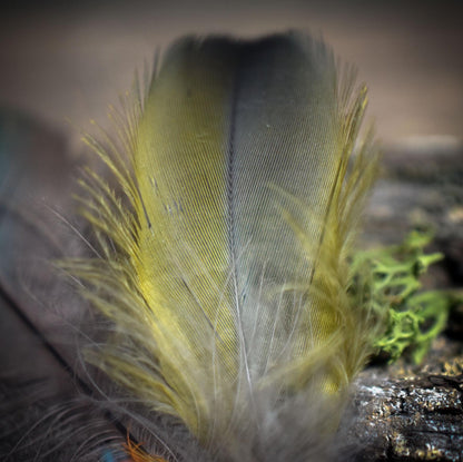 Ritualstab /Kraft der Großen Göttin/ – Rauchquarz, Ton & Papageienfedern - Griff aus Ton - Ritualwerkzeug - Art.Nr.: RST024