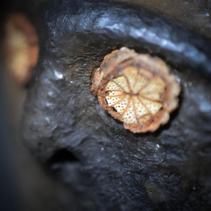 Gesicht der Führung – Schamanische Rassel als Werkzeug der Verbindung - traditioneller Rauchbrand - Klangkörper aus Ton - Art.Nr.: SRA043