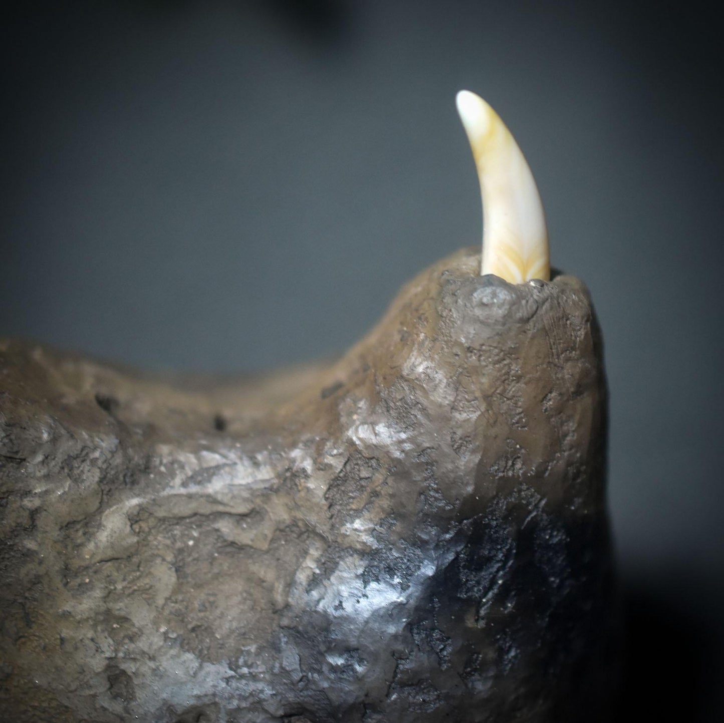 Aufstieg der Seele – Schamanische Rassel mit Stoßzähnen und dem Symbol -The Rising Woman - Klangkörper aus Ton - Art.Nr.: SRA044