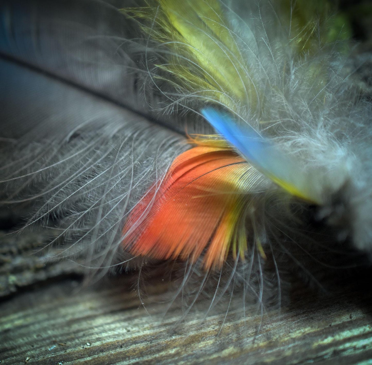 Ritualstab /Kraft der Großen Göttin/ – Rauchquarz, Ton & Papageienfedern - Griff aus Ton - Ritualwerkzeug - Art.Nr.: RST024