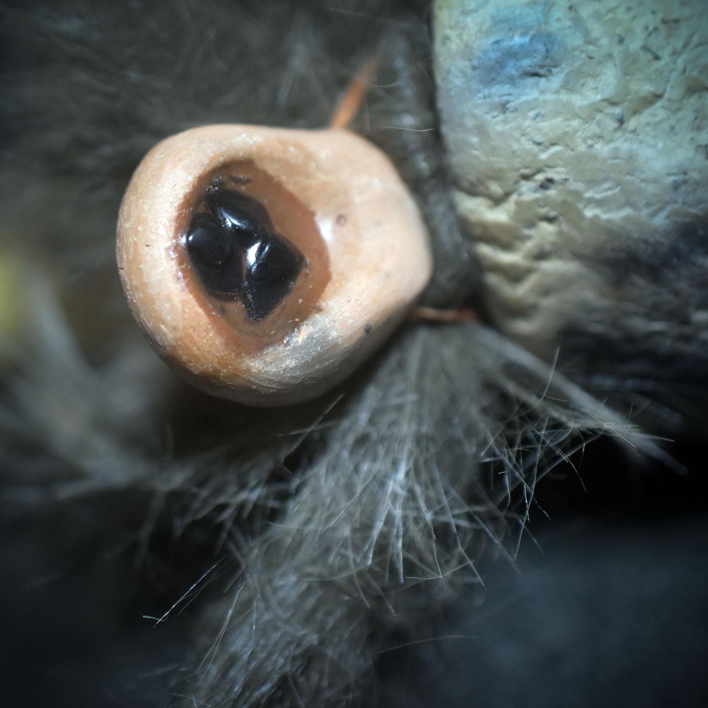 Ritualstab „Schutz“ – Bärenkopf aus Ton mit Obsidian, Stoßzahn und Kunstfell - Art.Nr.: RST037