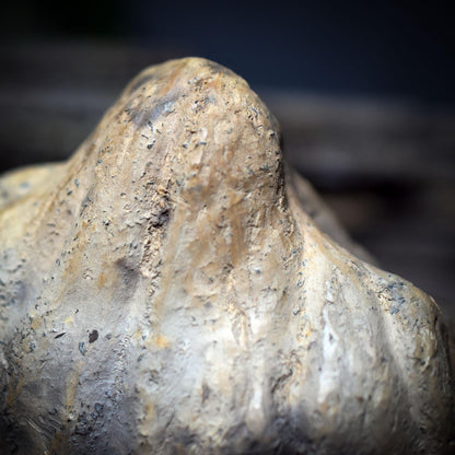 Schrein der Wandlung – Hüterin von Sonne und Mond - SCH021