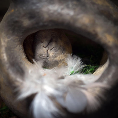 Brütende Henne – Hüterin des Keims - FRO045