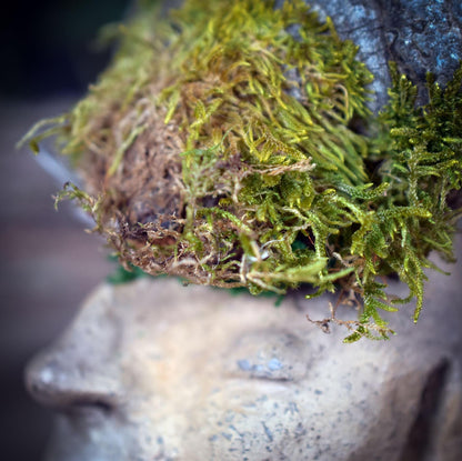 Waldgeist Skulptur, Archaische Büste aus Ton mit Baumpilz & Moos, Meditative Kopf-Figur, Spirituelle Kunst, Handgefertigtes Unikat