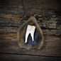 Amulett Wildschwein Backenzahn, Glücksbringer Rauchbrandton, Schamanischer Schmuck an Lederband, Archaischer Talisman Unikat AMU080