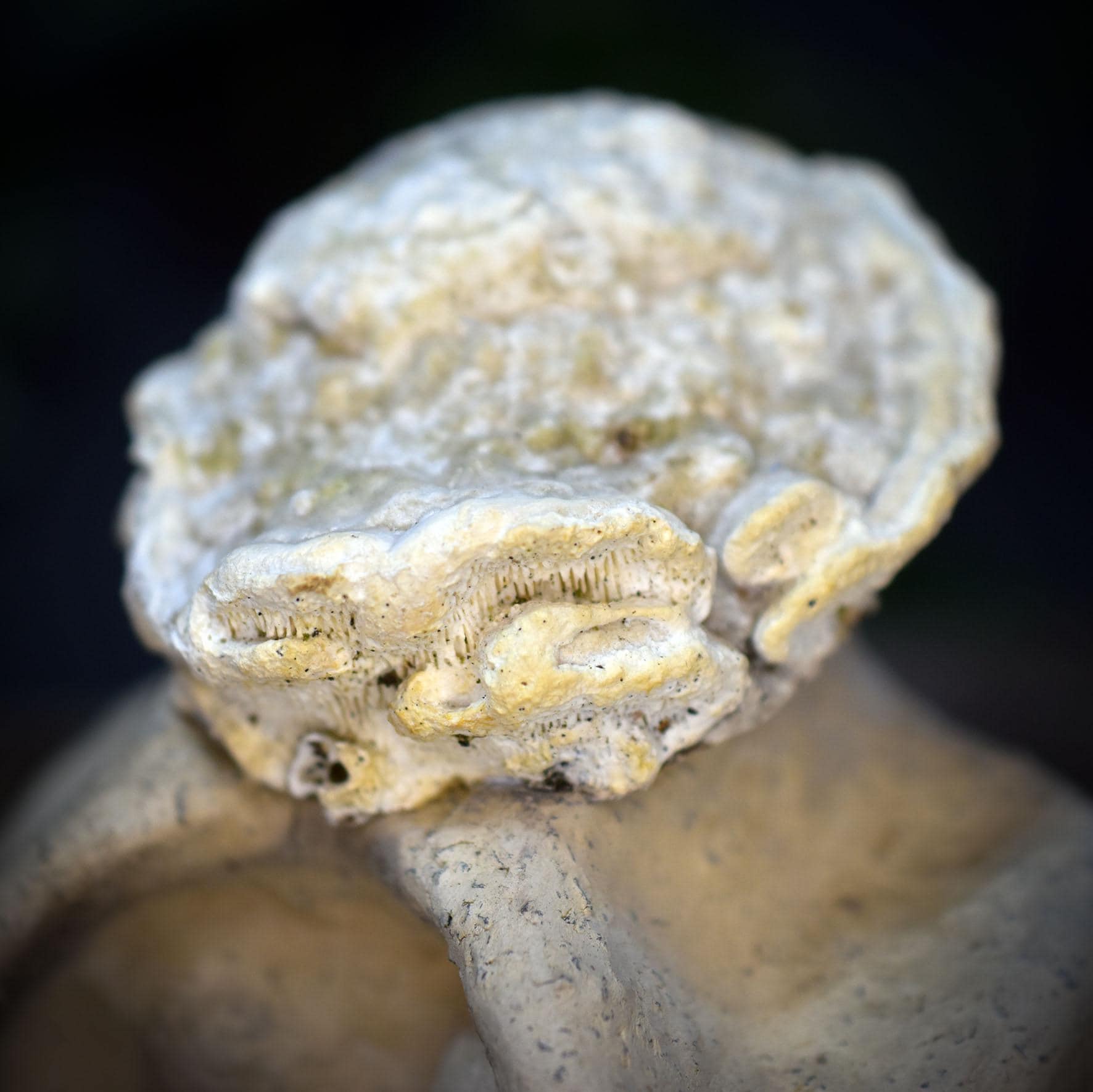 Weibliche Skulptur mit Baumpilz, Knieende Figur aus Ton & Naturfund, Archaische Frauenfigur, Spirituelle Kunst Unikat 18cm SKU267