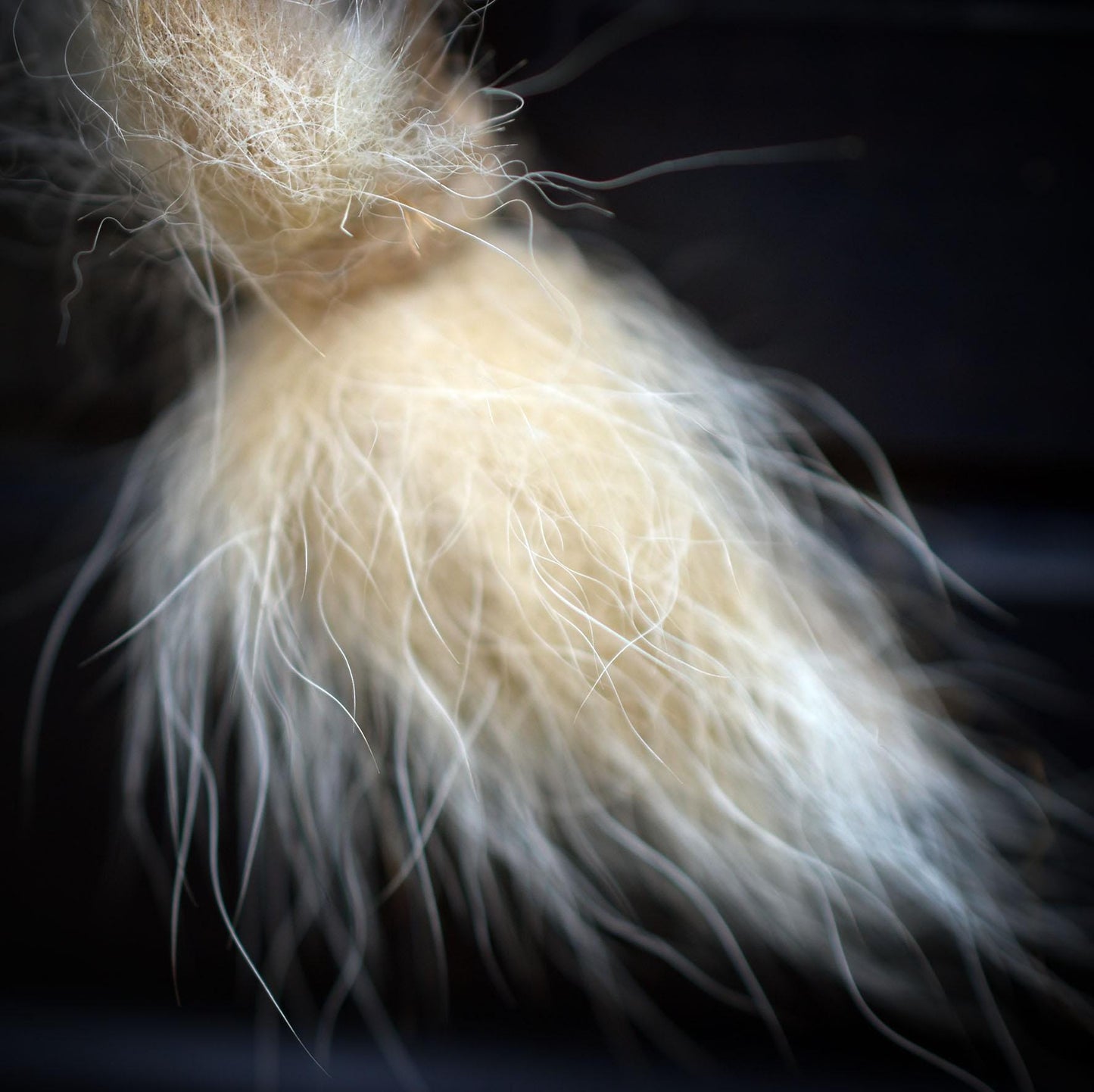 Vogelschädel Wandobjekt mit Adler-Relief, Schamanische Skulptur aus Ton, Wandschmuck mit echten Federn & Fell, Unikat 40cm HEX041