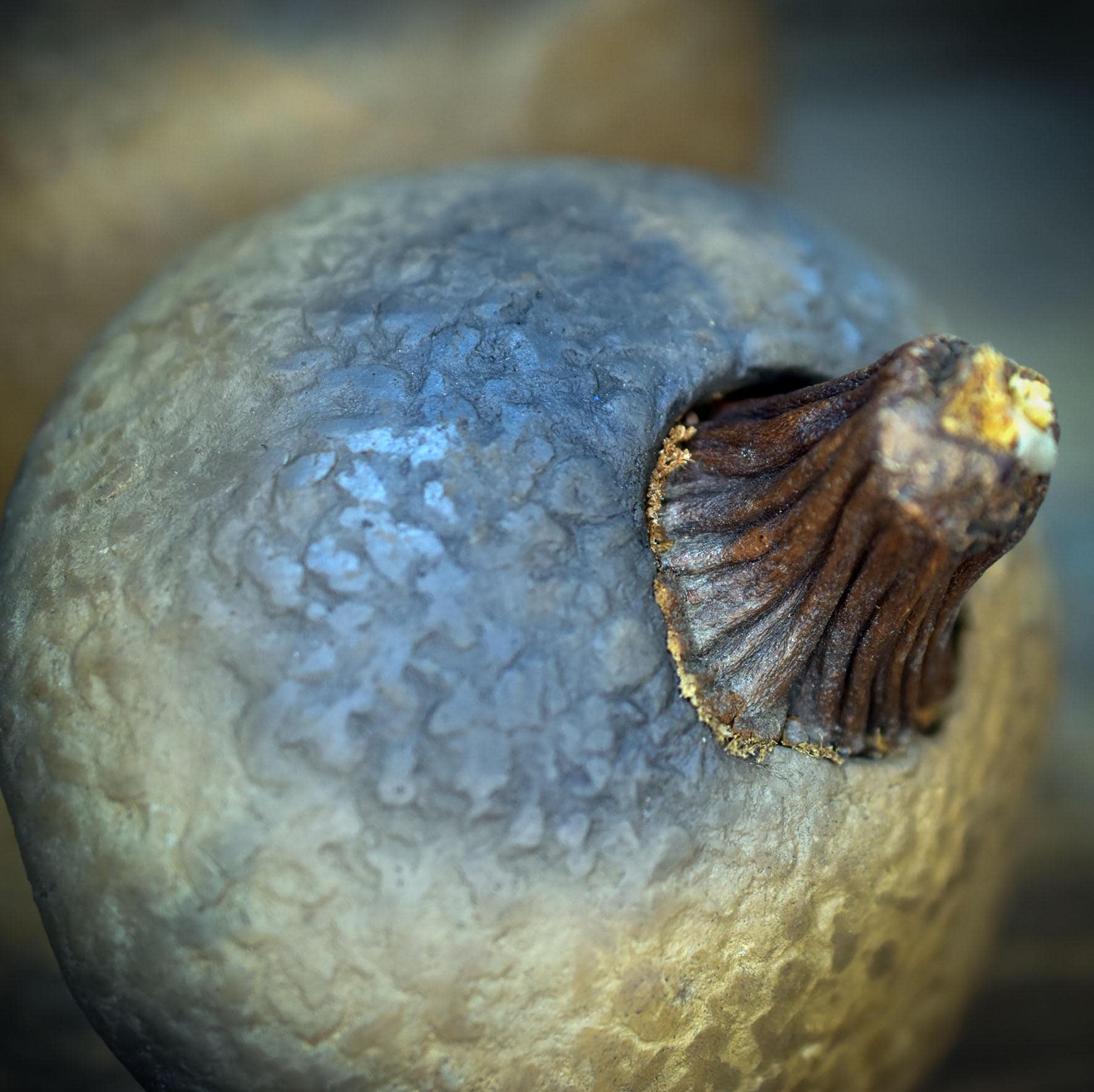 Dose mit Deckel stilisierte Eichel, Archaisches Tongefäß Naturform, Handgeformte Keramik Vorratsdose, Altar Schmuckdose Unikat GEF020