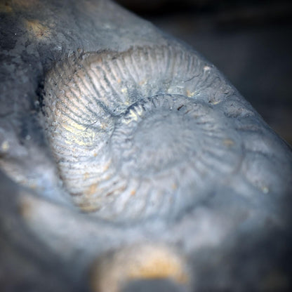 Backflow Räucherkegelhalter mit Ammoniten, Archaischer Wasserfall Räucherbrenner, Doppel Fossilien Ton Skulptur, Altar Ritual Deko RÄH066