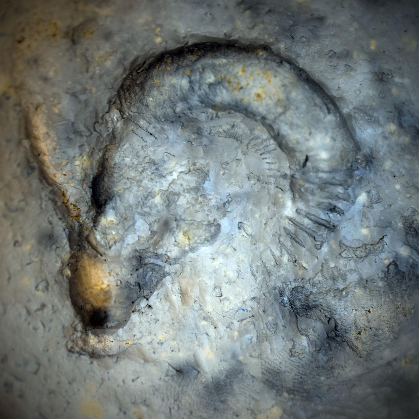 Räucherkelch aus Ton – Archaische Räucherschale mit Ammonit Relief – Spirituelles Gefäß für Harze & Kräuter, Rauchbrand Keramik 1,1kg RÄG095