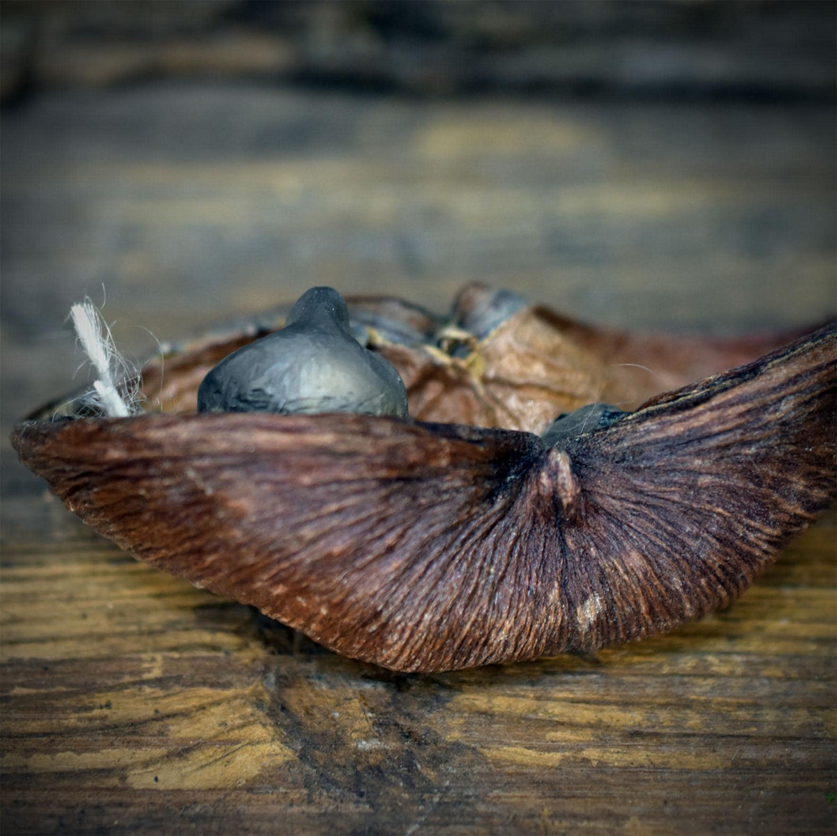Hüterin der Fruchtbarkeit Naturwesen | Rauchbrand Ton in echter Samenkapsel | Spirituelle Altar Deko Erdung Talisman Unikat 50g SKU320