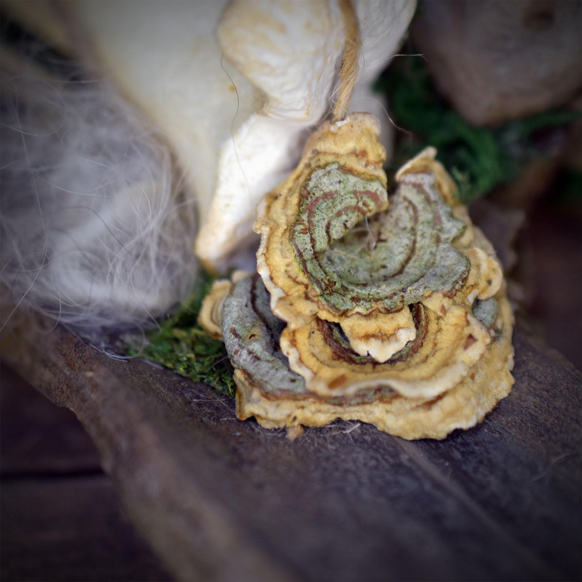 Waldwesen Skulptur mit Echtem Knochen & Baumpilz | Treibholz Kunstobjekt mit Keramikkopf | Schamanischer Altar Wächter SKU323
