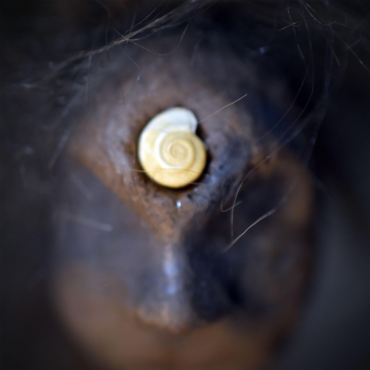 Ritualstab Drittes Auge Schamane Astholz Keramik Stab Wolle Altar Zeremonie Naturspiritualität RST053
