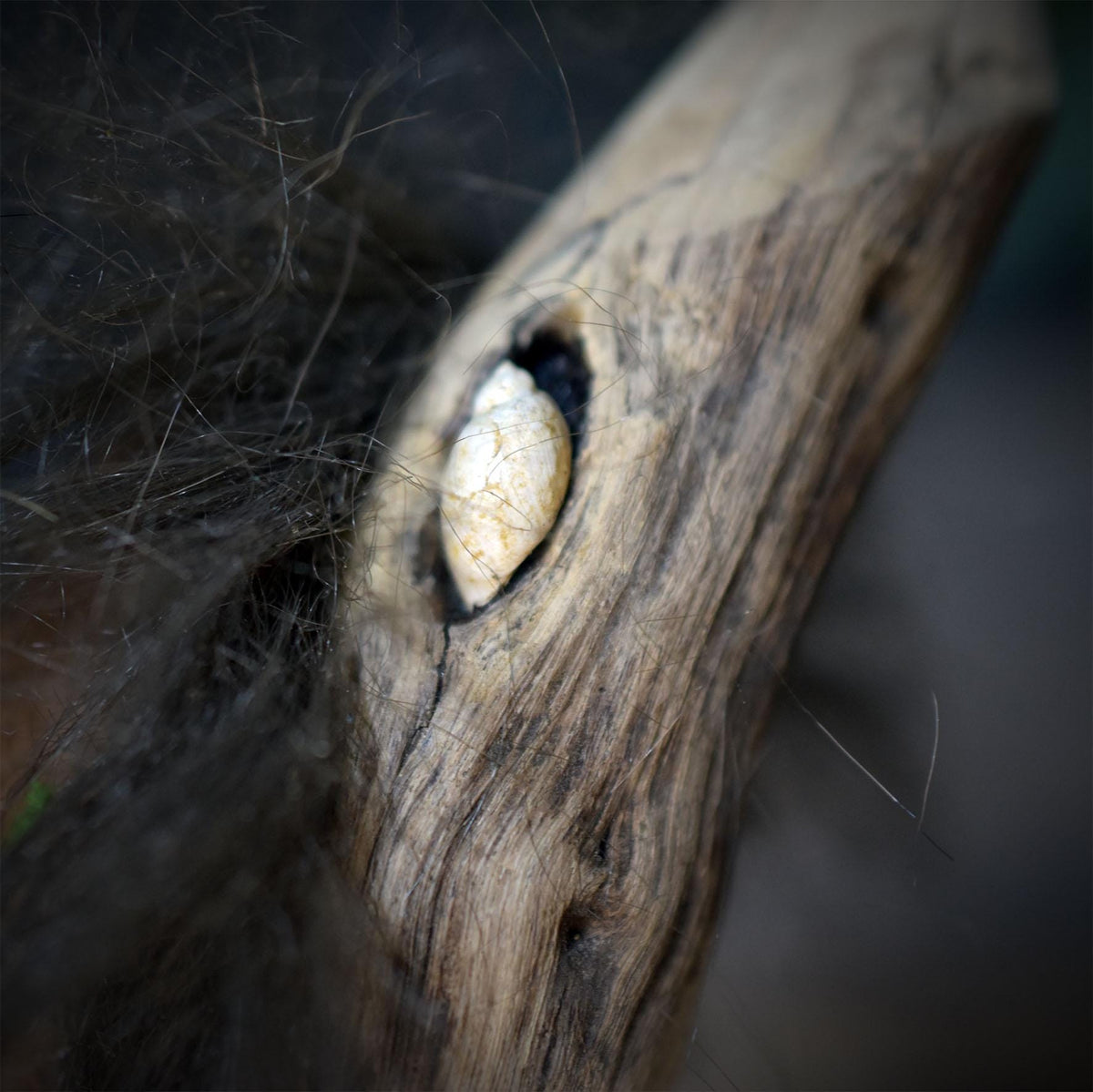 Ritualstab Drittes Auge Schamane Astholz Keramik Stab Wolle Altar Zeremonie Naturspiritualität RST053