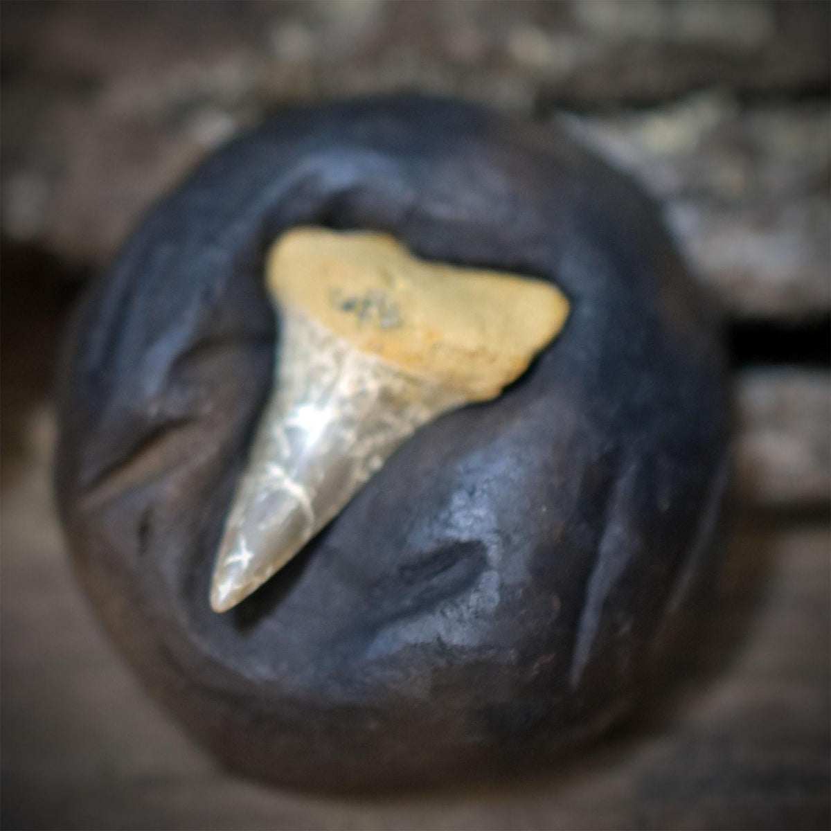 Fossilien Magnete 4er Set mit Ammonit, Haizahn, Brachiopode und Seelilie, handgeformte Keramik, Unikate FKM001