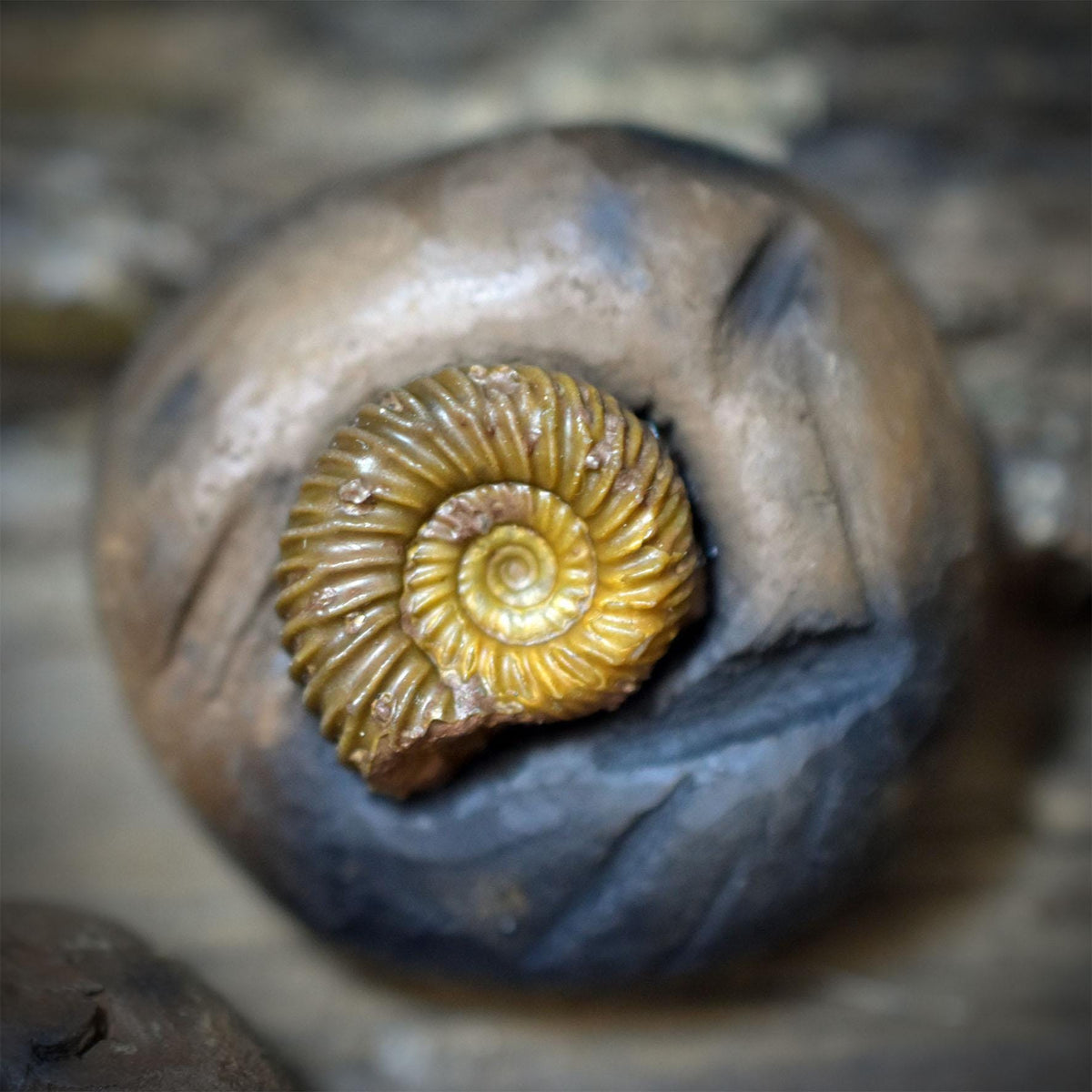 Fossilien Magnete 4er Set mit Ammonit, Haizahn, Brachiopode und Seelilie, handgeformte Keramik, Unikate FKM001