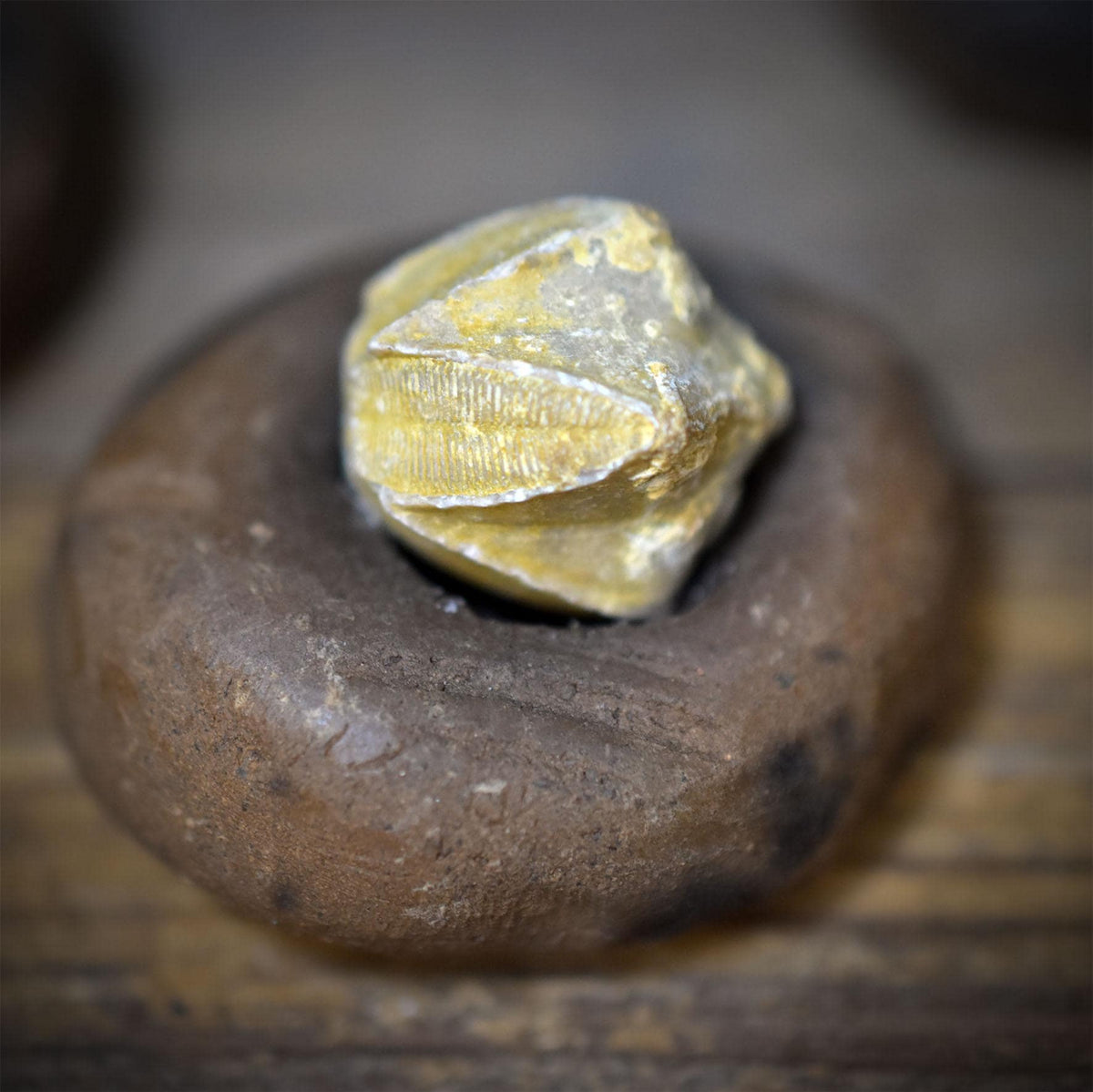 Fossilien Magnete 4er Set mit Ammonit, Haizahn, Brachiopode und Seelilie, handgeformte Keramik, Unikate FKM001