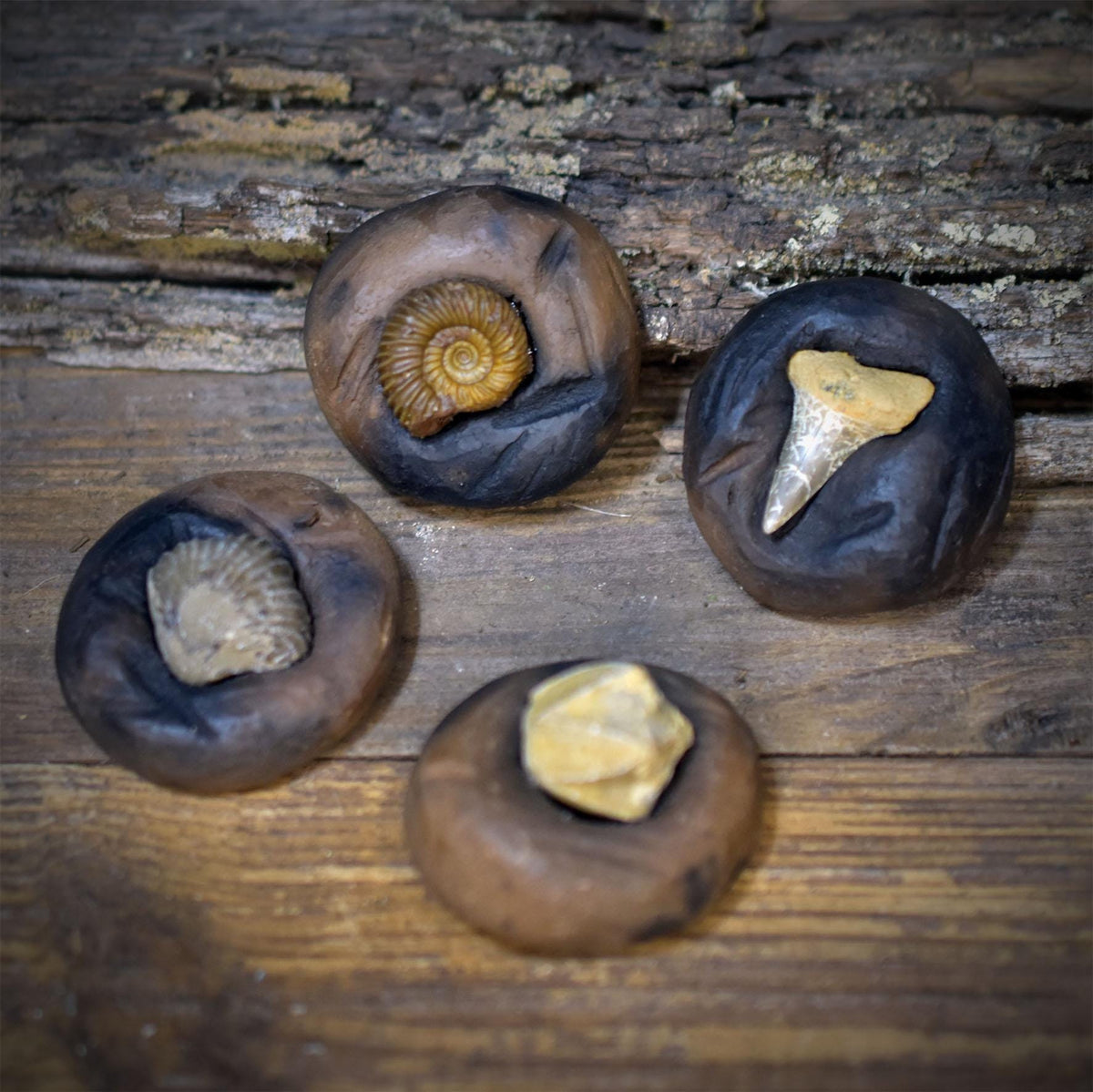 Fossilien Magnete 4er Set mit Ammonit, Haizahn, Brachiopode und Seelilie, handgeformte Keramik, Unikate FKM001