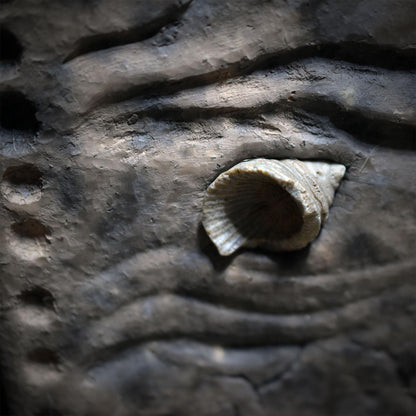 Gezeiten Wanddeko aus Keramik, Wandbehang mit fossiler Hornkoralle und Jacaranda Schote Frauenwunder, Unikat HEX063
